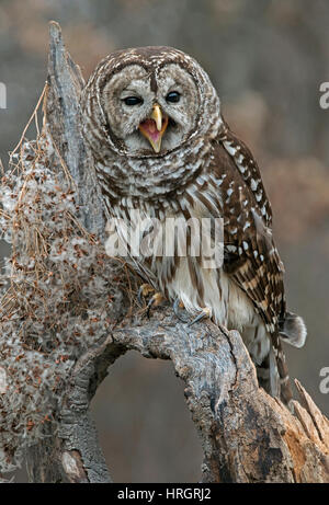 Bloccate il gufo chiamando, pioggia Owl, legno gufo, o striato Allocco (Strix varia) appollaiato sul lembo di albero morto, inverno, E STATI UNITI D'AMERICA, Foto Stock