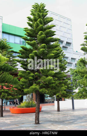 Norfolk pino o noto come Araucaria heterophylla tree Foto Stock