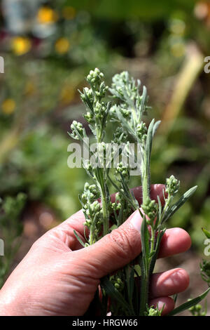 Fleabane Flaxleaf o noto come Conyza bonariensis Cronquist o hairy horseweed Foto Stock