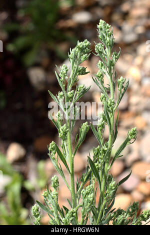 Fleabane Flaxleaf o noto come Conyza bonariensis Cronquist o hairy horseweed Foto Stock