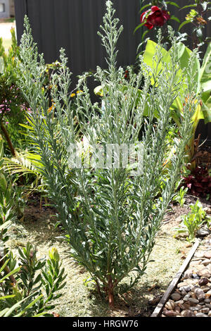 Fleabane Flaxleaf o noto come Conyza bonariensis Cronquist o hairy horseweed Foto Stock