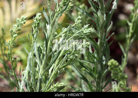 Fleabane Flaxleaf o noto come Conyza bonariensis Cronquist o hairy horseweed Foto Stock