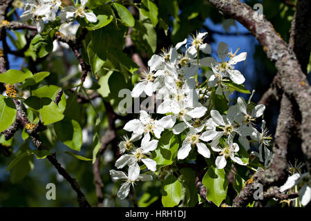 Belle fioriture di un vecchio albero di mele in un tempo di primavera. Foto Stock