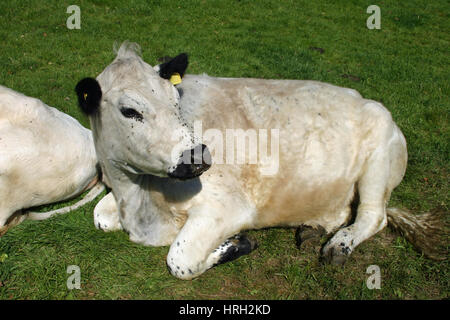 Bovini bianchi, probabilmente il British razza bianco nero con il naso e le orecchie, sdraiato in un campo di erba con mosche intorno il naso e gli occhi. Foto Stock