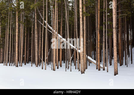 In inverno la neve fresca e al Parco Nazionale di Yellowstone, Wyoming USA Foto Stock