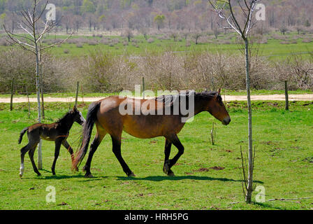 Cavalli al pascolo sull'altopiano del Matese, Campania, Italia. Foto Stock