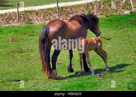 Cavalli al pascolo sull'altopiano del Matese, Campania, Italia. Foto Stock