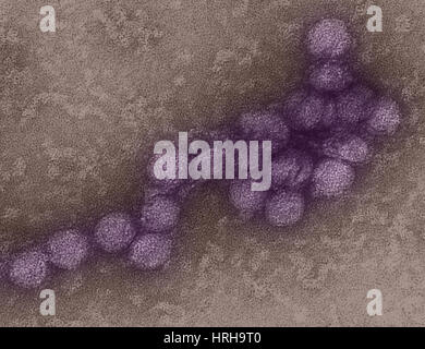 Il virus del Nilo occidentale, TEM Foto Stock