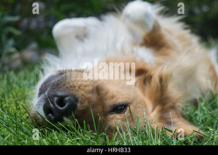 Oakley Fichter Foto Stock