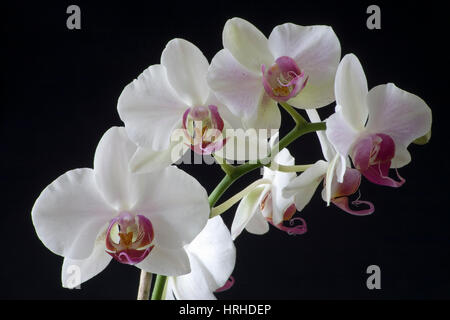 Orchidea Foto Stock