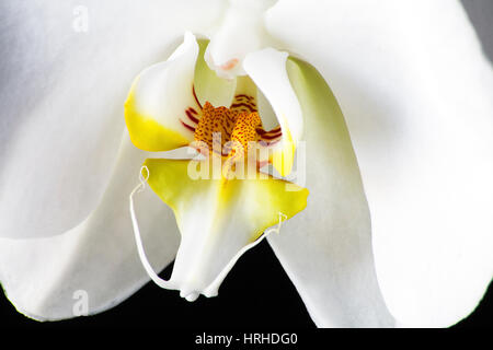 Orchidee Foto Stock