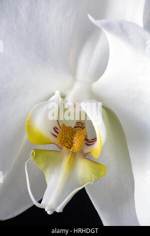 Orchidee Foto Stock