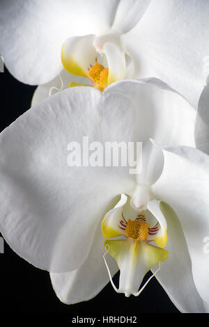 Orchidee Foto Stock