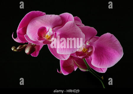 Orchidee Foto Stock