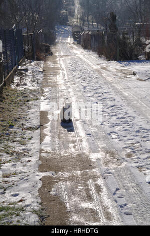 Lonely cat sulla coperta di neve country road Foto Stock