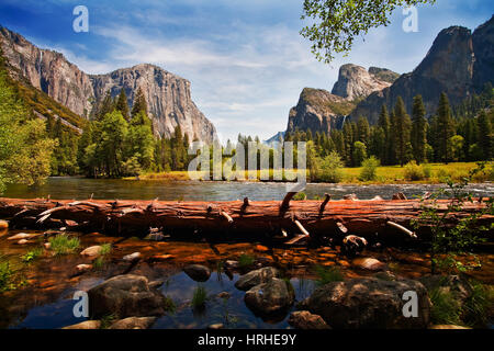 Albero caduto, Fiume Merced, Yosemite Valley Foto Stock