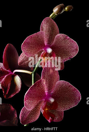 Orchidee Foto Stock