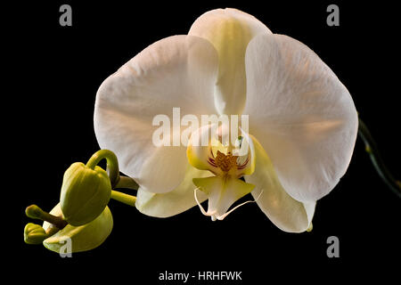 Orchidea bianca Foto Stock