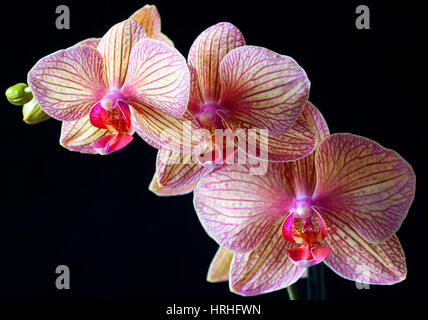 Orchidee Foto Stock