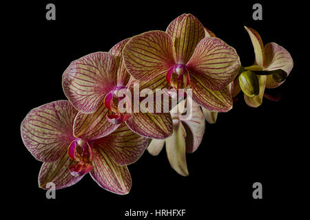 Orchidee Foto Stock