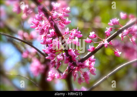 Desert Cactus, palissandro fiori, fiori di colore rosa Foto Stock