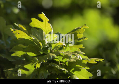 Post quercia (Quercus stellata) lascia retro illuminata dal sole di primavera Foto Stock