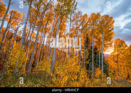 Aspen al tramonto, La Sal Mountains, Utah Manti-La Sal National Forest vacilla aspen, Populus tremuloides Foto Stock