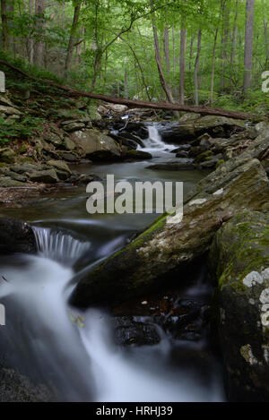 Prima la luce del mattino in Catoctin Mountain Park Foto Stock