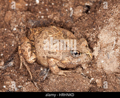 Piccolo marrone rana, ornato scavando rana ornatum Platyplectrum syn. Opistodon ornatum mimetizzata su suolo marrone del giardino in Australia Foto Stock