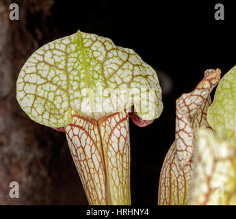 Sarracenia leucophylla, insetto-eating tromba pianta brocca con attraenti white brocche con decorativo vene rosso su sfondo scuro Foto Stock