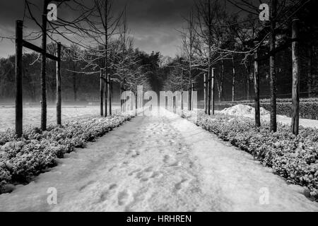 Orme nella neve tra una fila di alberi giovani (bianco e nero) Foto Stock