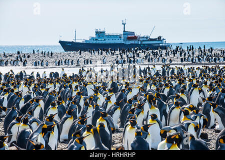 Re gigante penguin (Aptenodytes patagonicus) colonia e una nave da crociera, Salisbury Plain, Georgia del Sud, l'Antartide, regioni polari Foto Stock