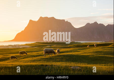 Pecora che pascola nel verde dei prati illuminata dal sole di mezzanotte si riflette nel mare, Uttakleiv, Isole Lofoten, nel nord della Norvegia Foto Stock