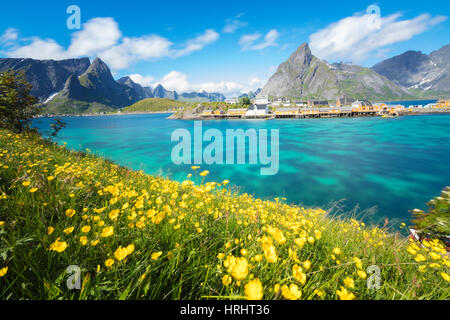 Fiori gialli in fiore accanto il mare turchese e il villaggio di pescatori di Sakrisoy nei, Moskenesoya, Isole Lofoten in Norvegia Foto Stock