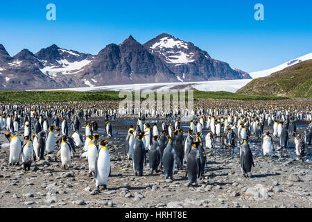 Re gigante penguin (Aptenodytes patagonicus) colonia, Salisbury Plain, Georgia del Sud, l'Antartide, regioni polari Foto Stock