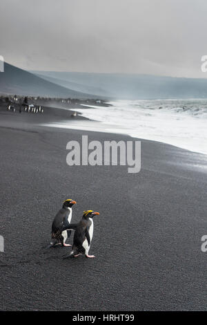 Sud del pinguino saltaroccia gruppo (Eudyptes chrysocome), Saunders Island, Isole Sandwich del Sud, l'Antartide, regioni polari Foto Stock