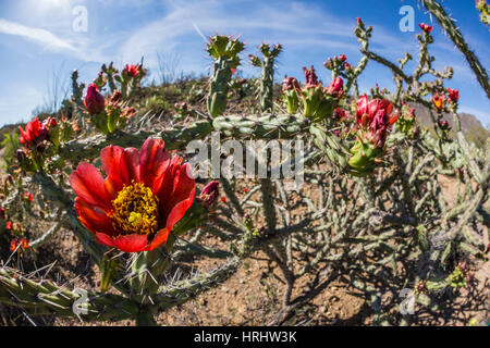 Fioritura cholla cactus, in Sweetwater preservare, Tucson, Arizona, Stati Uniti d'America, America del Nord Foto Stock
