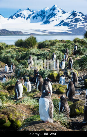 I pinguini di Gentoo (Pygoscelis papua) colonia, Prion Island, Georgia del Sud, l'Antartide, regioni polari Foto Stock