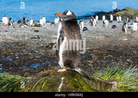 Pinguino Gentoo (Pygoscelis papua) close up, Prion Island, Georgia del Sud, l'Antartide, regioni polari Foto Stock