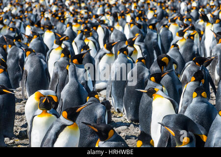 Re gigante pinguini (Aptenodytes patagonicus) colonia, Salisbury Plain, Georgia del Sud, l'Antartide, regioni polari Foto Stock