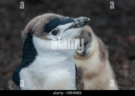 Pinguini Chinstrap pulcino su un nero spiaggia vulcanica, Saunders Island, Isole Sandwich del Sud, Antartide Foto Stock