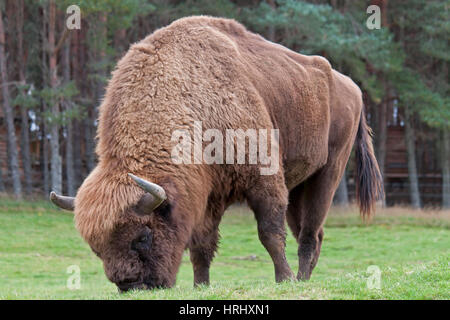 Alimentazione di bisonte sull'erba Foto Stock