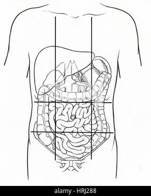 Illustrazione di nove regioni addominali Foto Stock