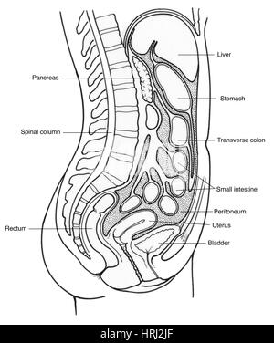 Illustrazione della femmina di organi interni Foto Stock