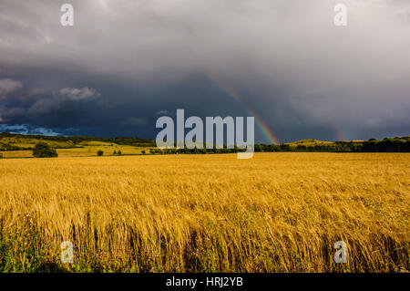 Immagine di due arcobaleni dopo forti piogge al di sopra del campo di mais a Bedfordshire accanto al villaggio Ivinghoe. Foto Stock