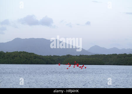 Scarlet Ibis (Eudocimus ruber). Foto Stock