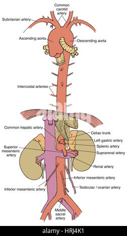 Illustrazione della aorta e filiali Foto Stock