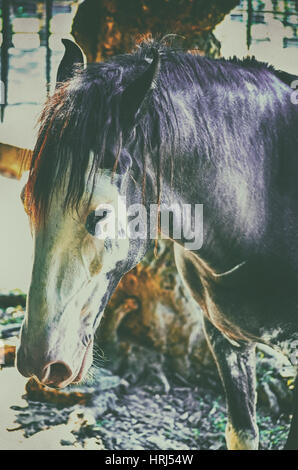 Un vicino l immagine di un cavallo di guardare direttamente il visualizzatore. Foto Stock