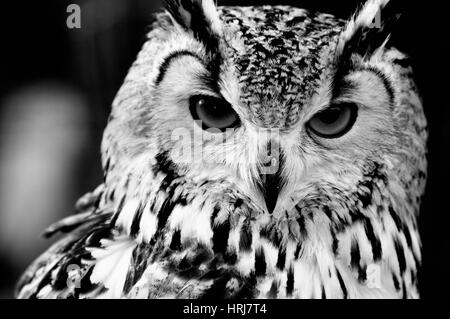 Gufo reale (Bubo bubo). Bianco e nero close up ritratto Foto Stock