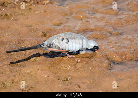 Una colomba Namaqua bere in corrispondenza di un foro di irrigazione nel sud della savana africana Foto Stock